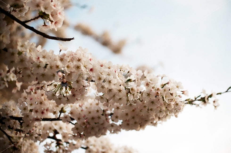 벚꽃,꽃,봄,봄꽃,감성사진,예쁜꽃,spring,필름,필름사진,4월,꽃사진,flower,cherryblossoms,봄,계절,spring,season,식물,자연,plants,nature,꽃,flower,나무,trees,wood,감성,sensible,feeling,plant,blossom