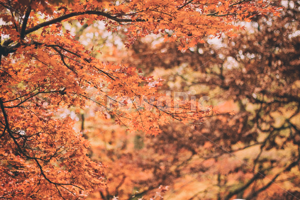 가을,나무,단풍,계절,자연,풍경,단풍나무,낙옆,단풍잎,fall,autumn,seasons,maple,nature,landscape,tree,가을,계절,fall,autumn,season,감성,sensible,feeling,plant,식물,leaf,잎