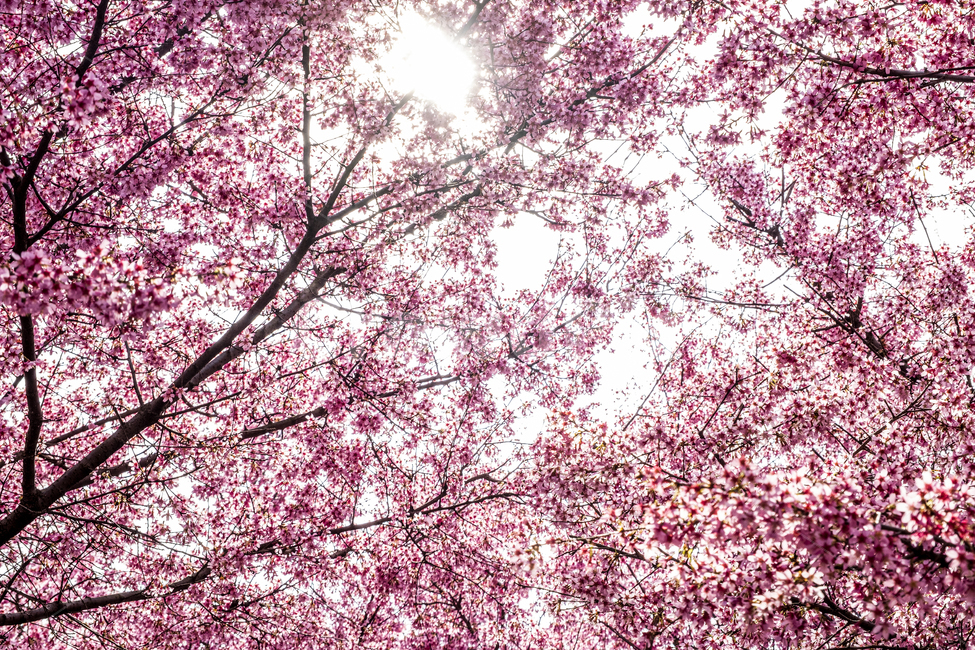 plant,식물,분홍,핑크,나무,봄,벚꽃,꽃,햇빛,빛,화사한,spring,cherry,blossom,bloom,pink,sun,light,trees,branch,fresh,식물,자연,plants,nature,꽃,flower
