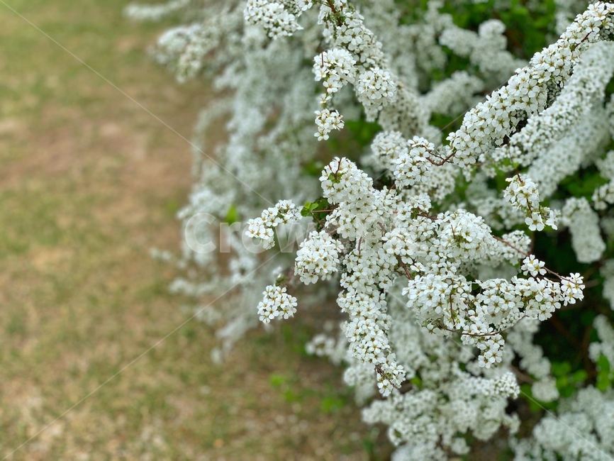 꽃,봄,자연,flower,spring,봄,계절,spring,season,식물,자연,plants,nature,꽃,flower,plant