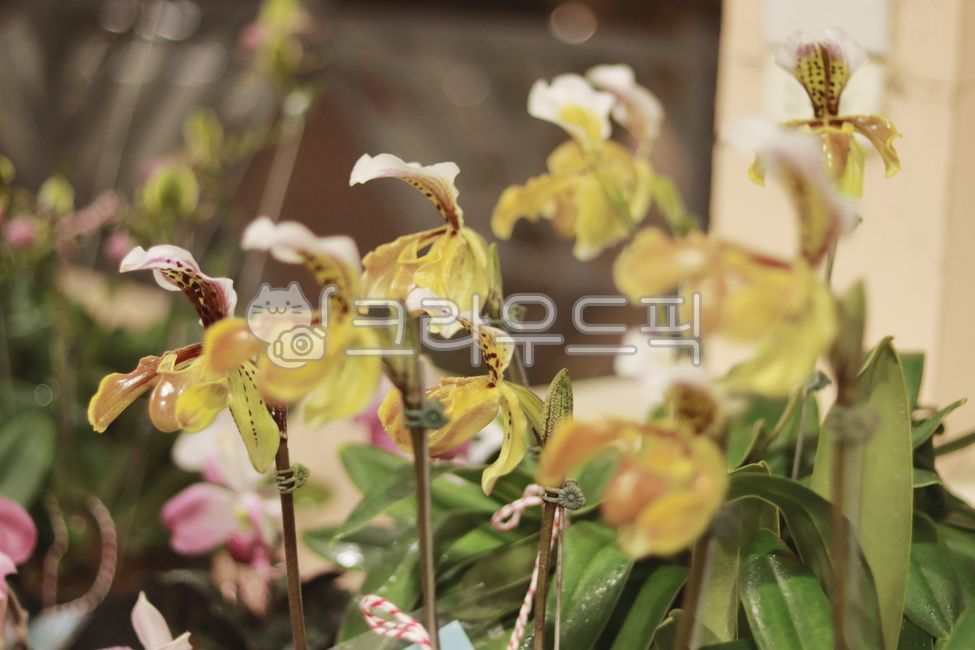 난초,orchid,열대식물난초,plant,식물,꽃,flower,blossom