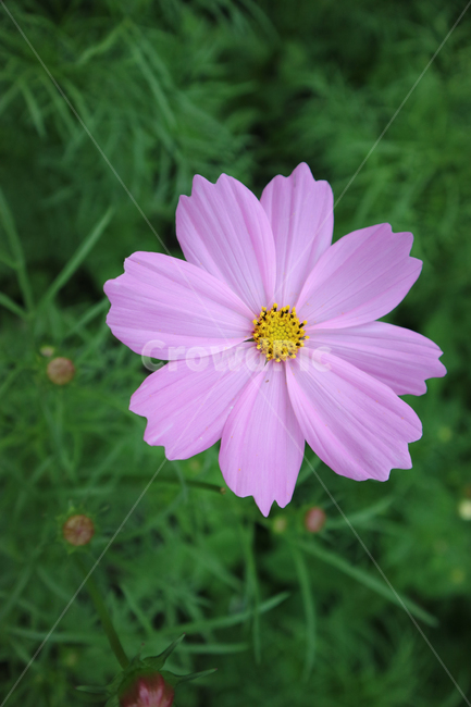plant,식물,코스모스,가을,꽃,flower,가을,계절,fall,autumn,season,식물,자연,plants,nature,꽃,flower