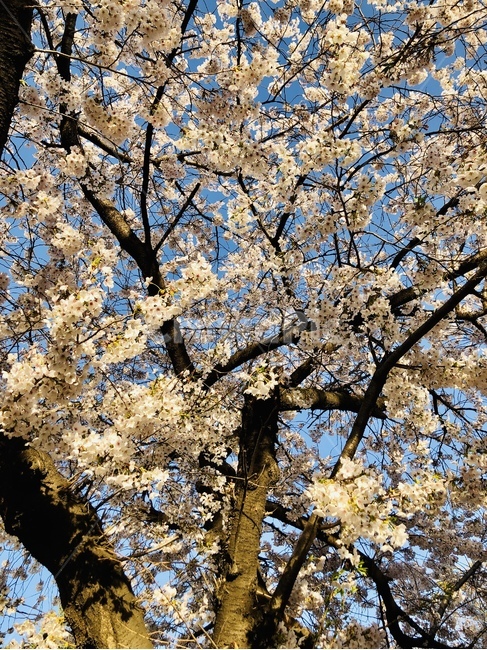 꽃,벚꽃,blossom,flower,plant,식물