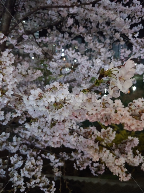 벚꽃,밤,봄,꽃,하얀,저녁,벚꽃나무,봄,계절,spring,season,plant,식물,flower,blossom