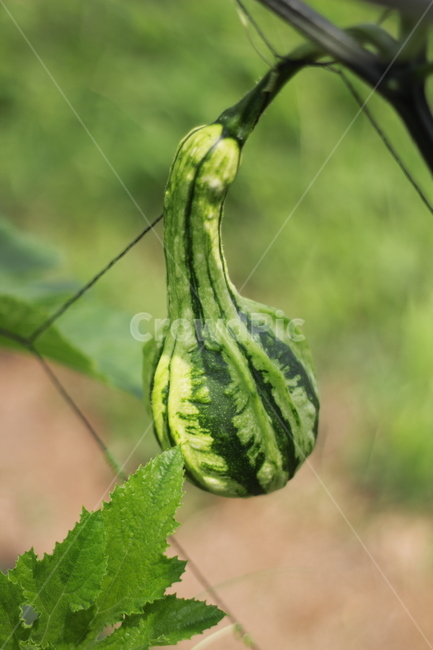 plant,식물,food,음식,야채,vegetable,pumpkin,호박,관상용호박,호박덩쿨,식물,자연,plants,nature