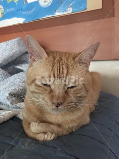 고양이,cat,pet,sleepy,애완동물,졸린,집사