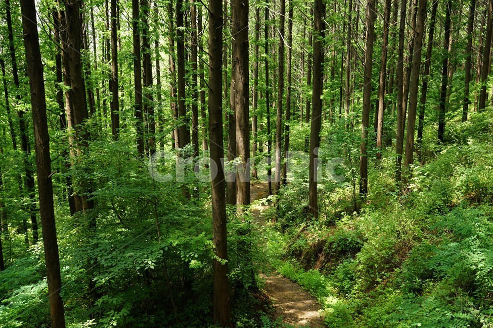 숲,자연,그늘,나무,녹음,녹색,forest,nature,shodow,trees,green,힐링,휴식,시원함,고요함,healing,relaxation,cool,calm,forestbathing,freshness,자연,풍경,nature,landscape,식물,plants,나무,trees,wood,vegetation,초목,plant,land,땅,woodland,삼림지,outdoors,옥외,tree,path,통로