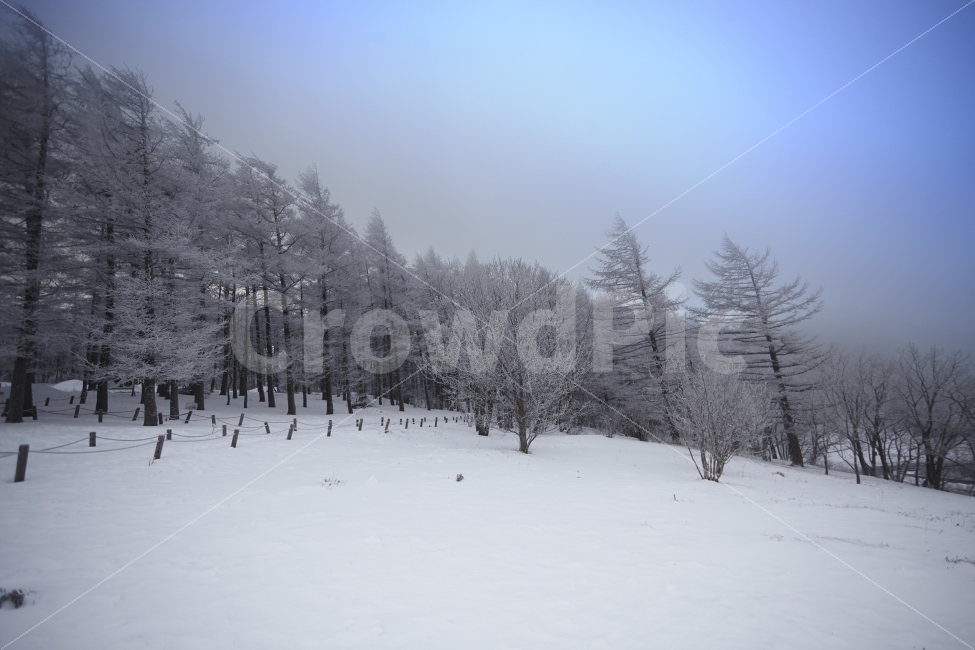 겨울,상고대,함백산,만항제,눈,겨울산,설경,겨울,계절,winter,season,자연,풍경,nature,landscape,한국자연풍경,한국자연경관,korea nature landscape,plant,식물,tree,나무,abies,아비,fir,전나무