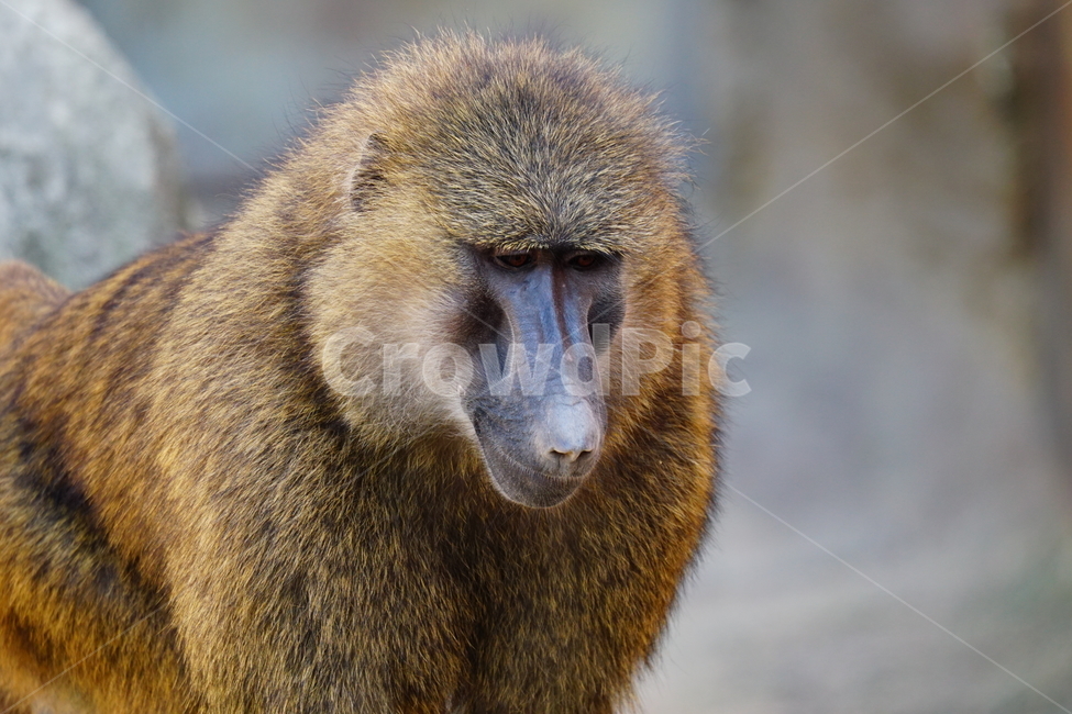 원숭이,아누비스개코원숭이,동물,animal,포유류,olivebaboon,anubisbaboon,monkey,동물,animal,포유류,mammal