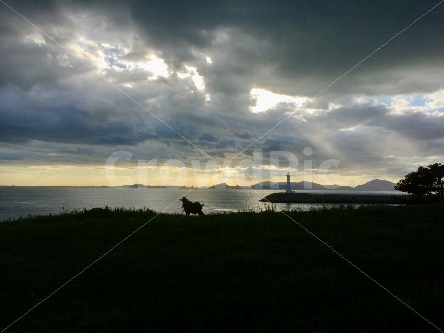 태풍,구름,빛,평온,염소,등대,바다,고흥,잔디,자연,풍경,nature,landscape,등대,lighthouse,동물,animal,포유류,mammal,weather,날씨,outdoors,옥외,cloud,sky,하늘,cumulus,적운,grass,plant,식물