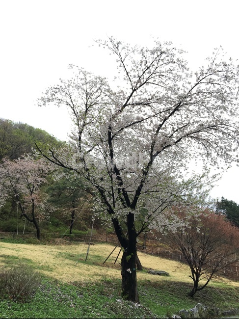 벚꽃나무,만개한벚꽃,웅장함,따뜻함,봄,꽃,봄이올까요,자연,풍경,nature,landscape,plant,식물,tree,나무