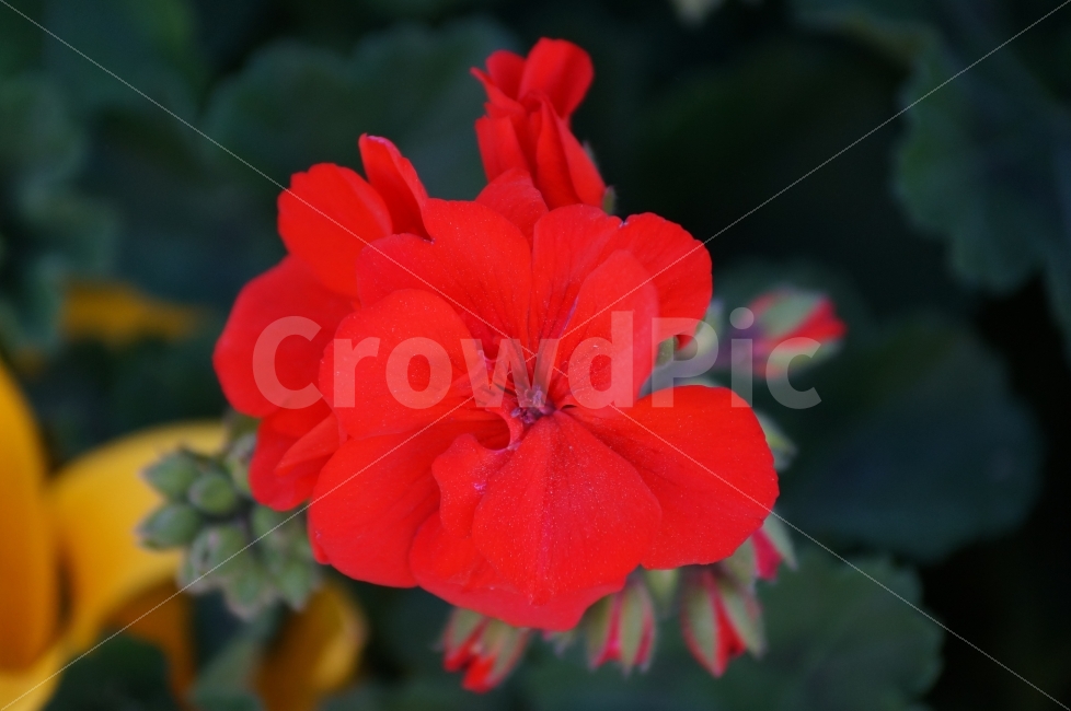봄꽃,봄꽃축제,야생화,태화강,꽃사진,식물,자연,plants,nature,꽃,flower