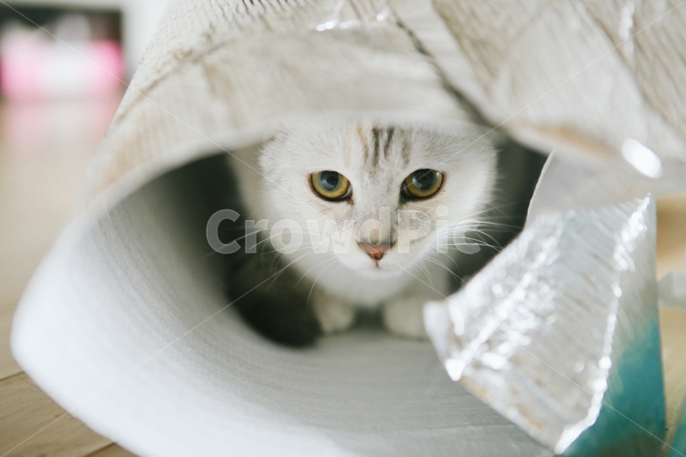 고양이,귀여운고양이,하얀고양이,반려동물,cat,두려움,동물,animal,포유류,mammal,고양이,cat,kitten,kitty,감성,sensible,feeling