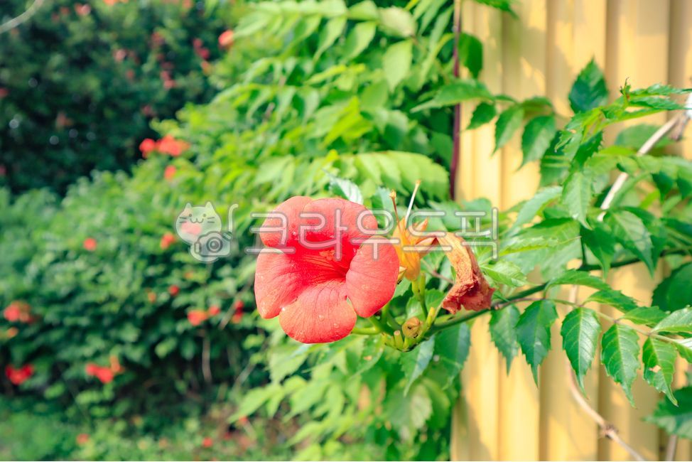 능소화,꽃,여름꽃,주황색꽃,덩쿨식물,덩굴식물,쌍떡잎식물,식물,plant,flower,blossom,중국꽃,덩굴나무,관상용,chinesetrumpetcreeper