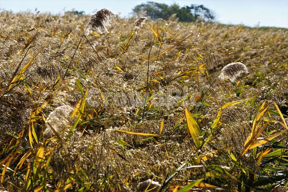 가을,갈대,자연,식물,하늘,감성,풍경,nature,fall,autumn,sky,빛,가을,계절,fall,autumn,season,grass,잔디,plant