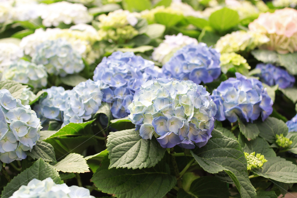 flower,blossom,꽃,plant,식물,수국,hydrangea,하늘색꽃,자연,nature,식물,자연,plants,nature,꽃,flower