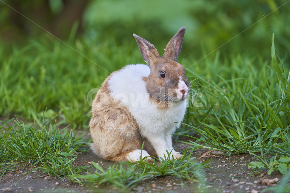 토끼,동물,애완동물,초식동물,rabbit,동물,animal
