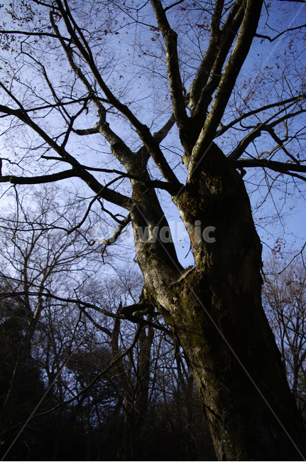 겨울,나무,식물,plant,하늘,식물,자연,plants,nature,나무,trees,wood