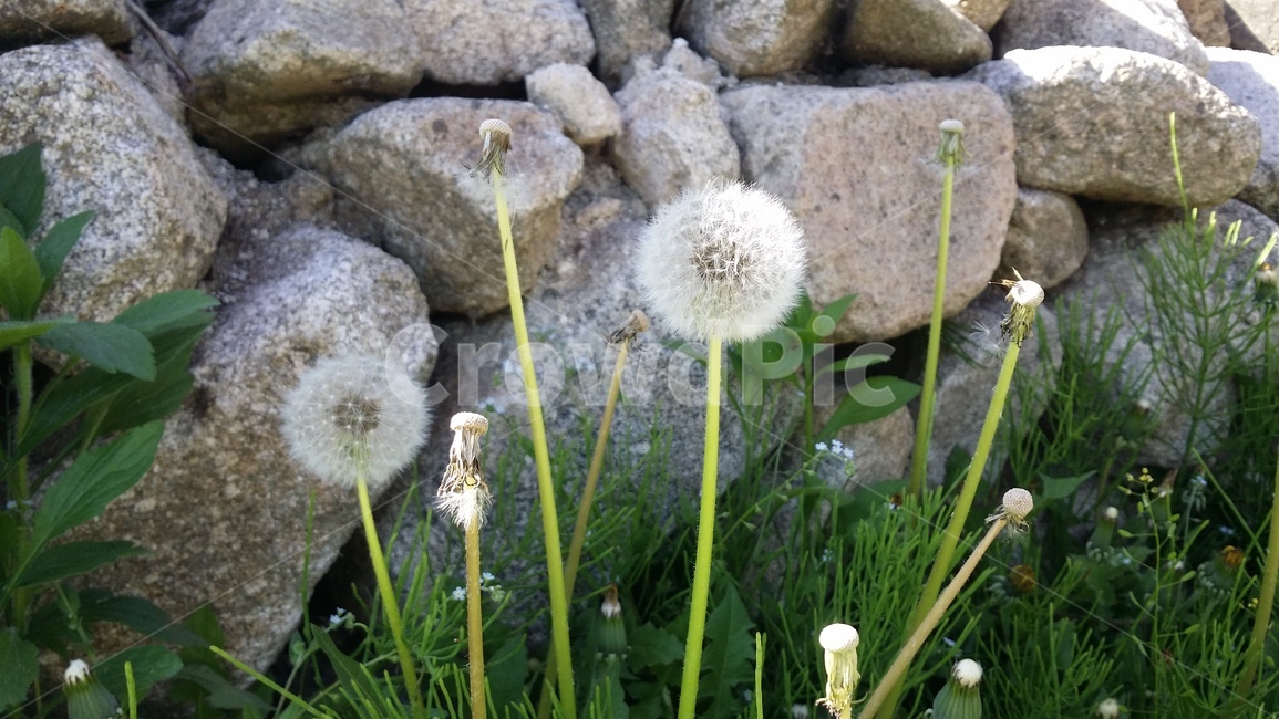 민들레,꽃,식물,plant,blossom,flower