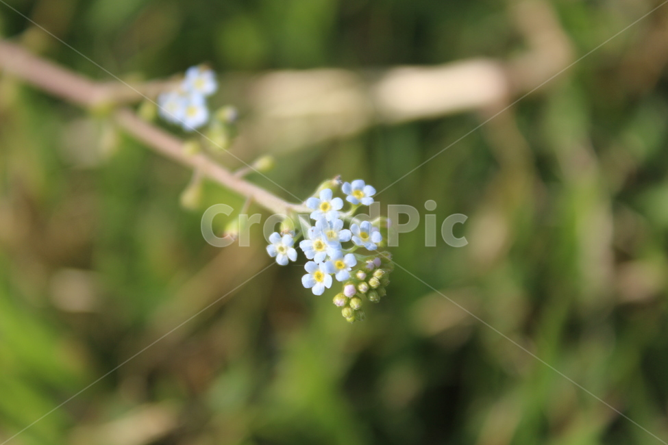 야생화,들꽃,들에핀꽃,야생에핀꽃,작은꽃,근접촬영,식물,자연,plants,nature,꽃,flower