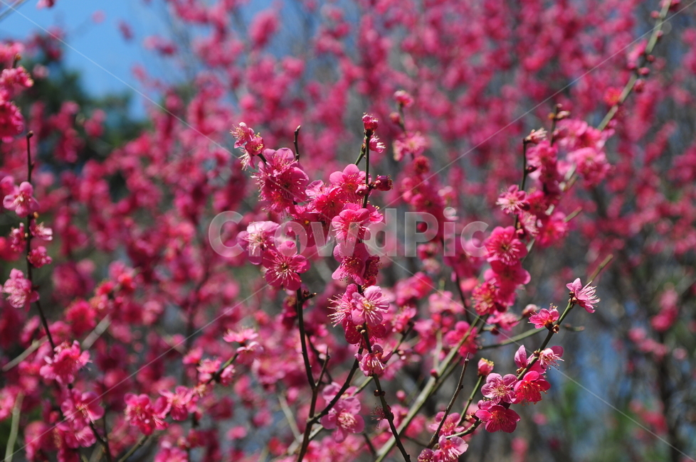 홍매화,꽃,flower,풍경,봄