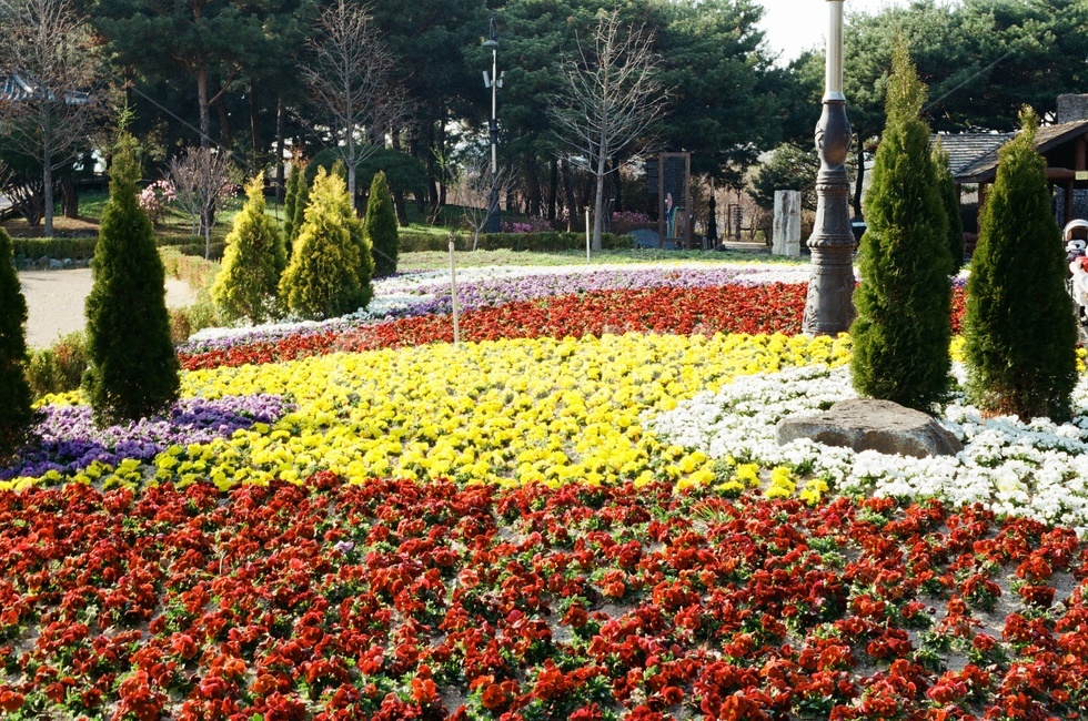 꽃,공원,수목원,나무,꽃밭,식물,자연,plants,nature,꽃,flower