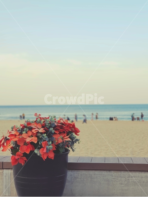 바다,꽃,해변,풍경사진,감성사진,백사장,해수욕장,하늘,sea,flower,beach,landscape,sensitiviry,sky,강릉,안목해변,커피거리,벤치,휴가,해변,바다,beach,sea,꽃,flower