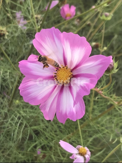 벌,bee,곤충,insect,꿀벌,꽃,식물,plant,honeybee,식물,자연,plants,nature,꽃,flower,곤충,벌레,insect,bug