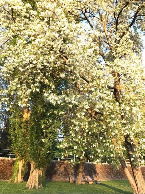 프랑스,비시,공원,풍경,배경,식물,자연,plants,nature,나무,trees,wood