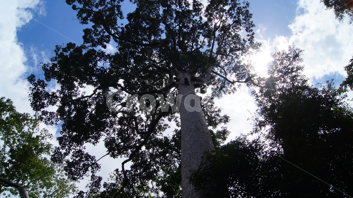 trees,tree,forest,cambodia,sky,blue,cloud,road,park,garden,landscape,green,nature,sun,sunny,sunnyday,나무,하늘,공원,숲,캄보디아,풍경,자연,해