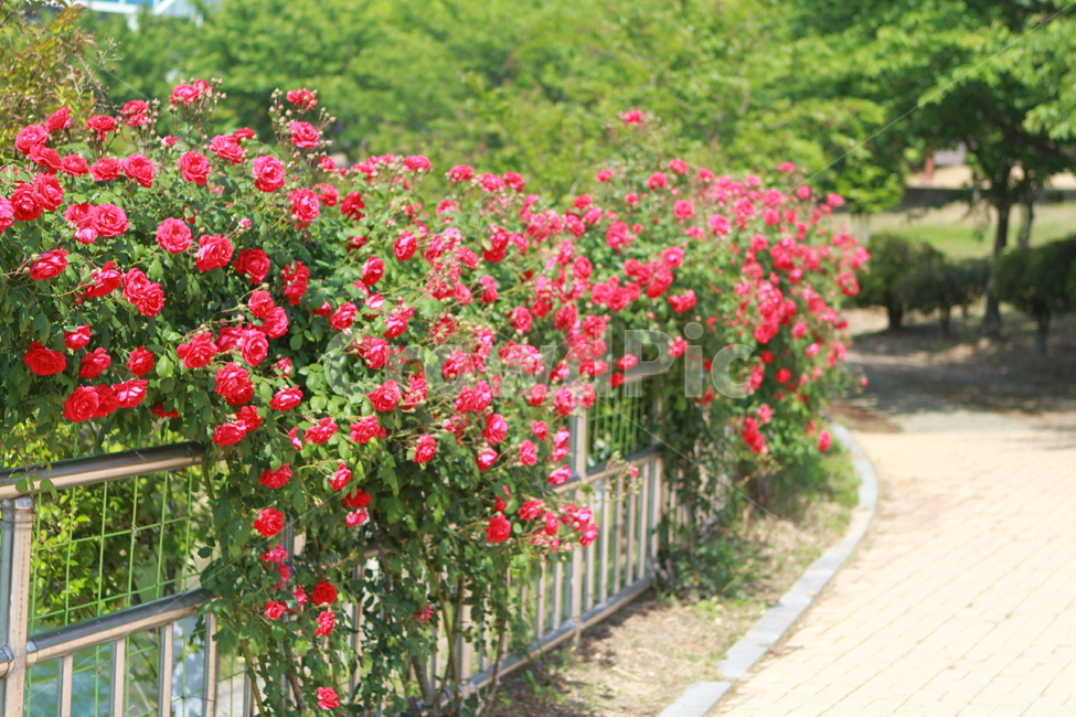 red rose vine,red rose,rose vine,park roses,rose