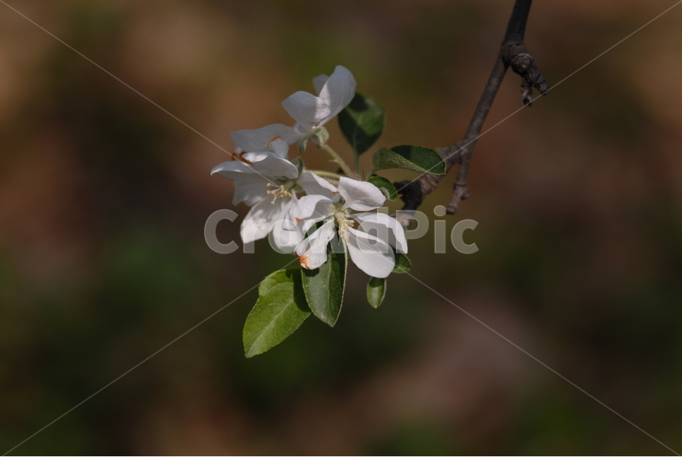 식물,꽃,사과,사과꽃,붉은색,붉은꽃,과일꽃,꽃,flower
