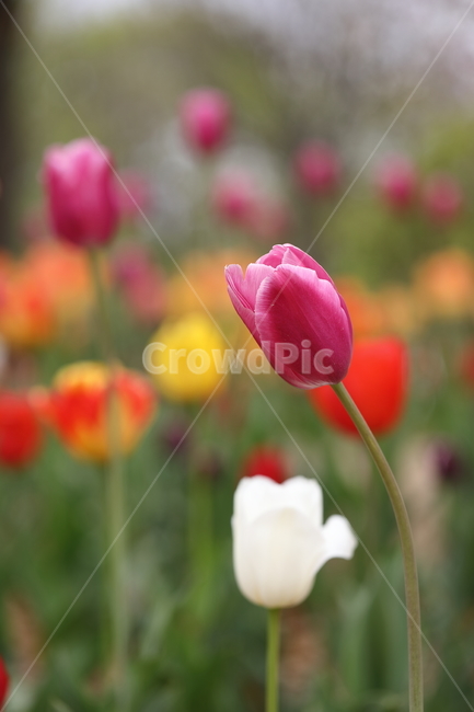 꽃,튤립,꽃밭,봄,계절,자연,색깔,tulips,flower,nature,season,spring,park,field,colors,colorful