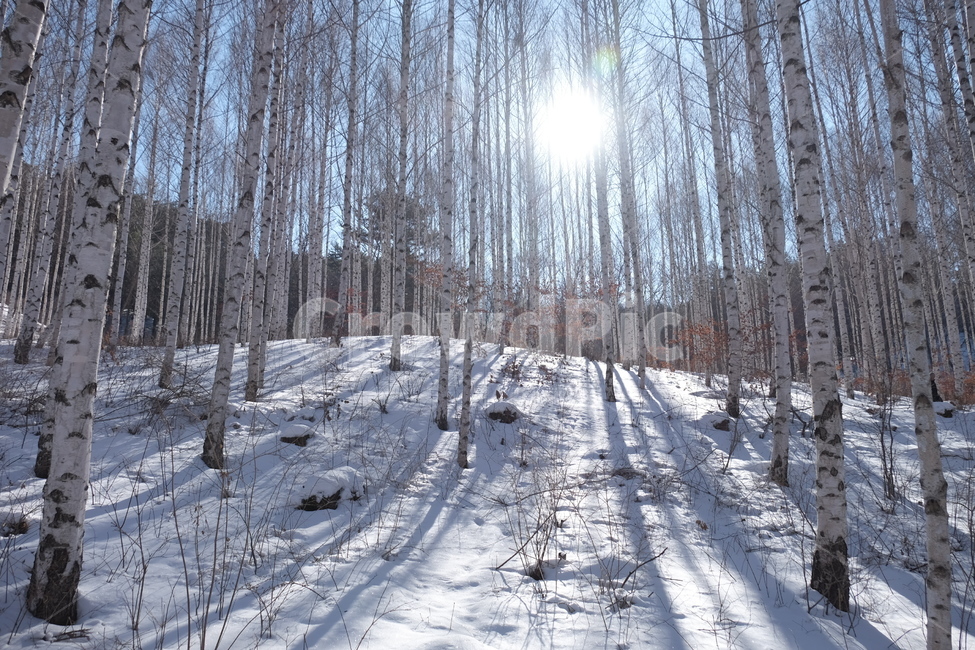 나무,식물,하늘,겨울,눈,자작나무,숲,설경,tree,plant,sky,blue,white,snow,winter,forest,long,자연,nature,풍경,landscape,경관,아련,웅장,겨울,계절,winter,season,자연,풍경,nature,landscape,vegetation,초목,flare,플레어,light,빛