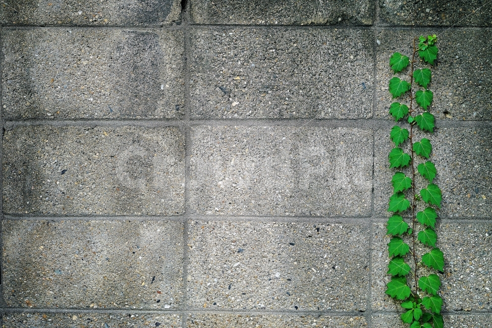 담쟁이,일상스냅,가을,풍경,배경화면,식물,자연,plants,nature