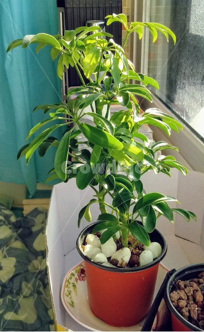 자연,식물,나무,tree,nature,실내,홍콩야자,dwarfumbrellatree,관엽식물,두릅나무과,열대성식물,화분