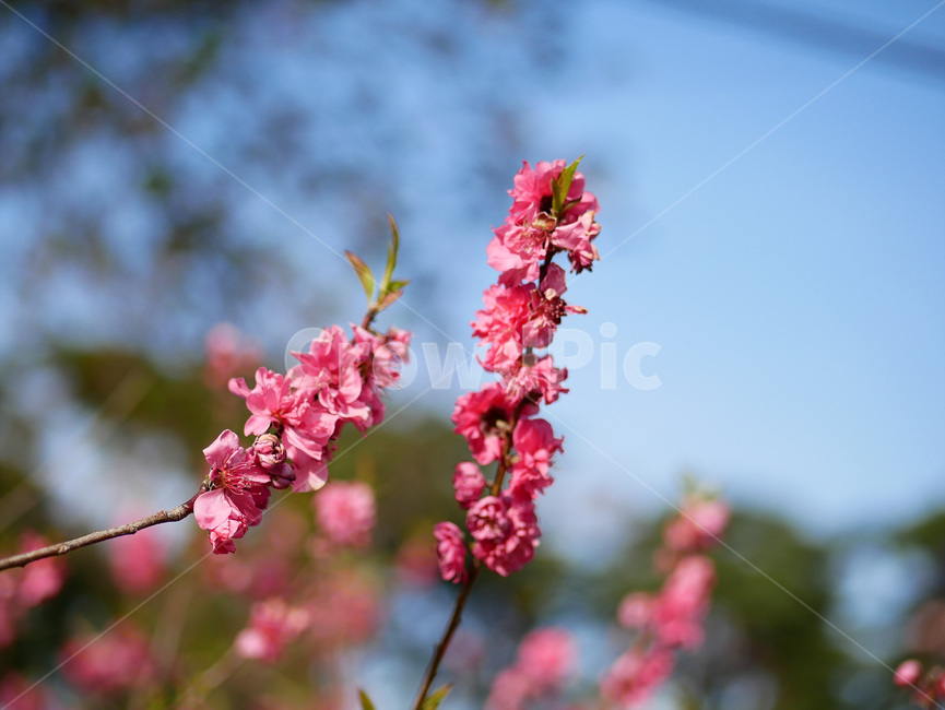 plant,식물,blossom,flower,꽃,자연