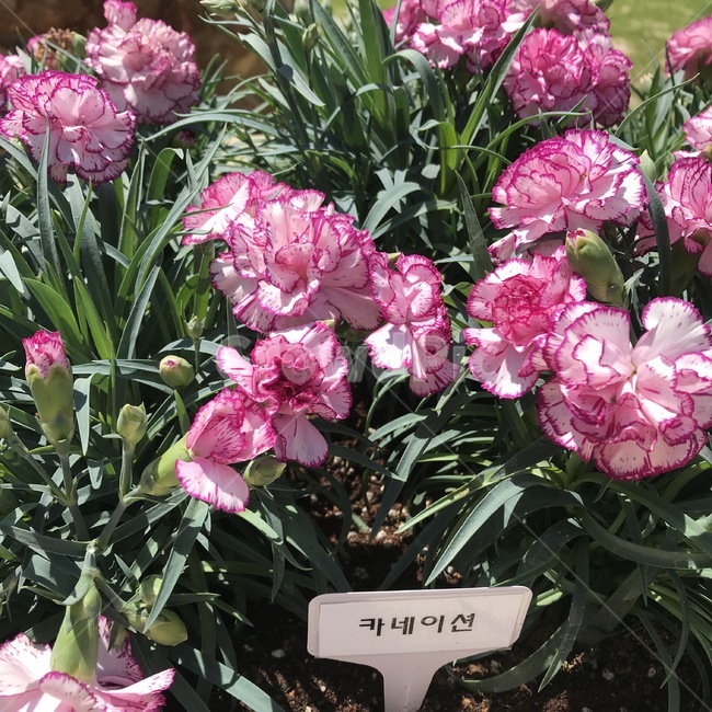 카네이션,carnation,꽃,식물,자연,flower,plants,nature,초록,green
