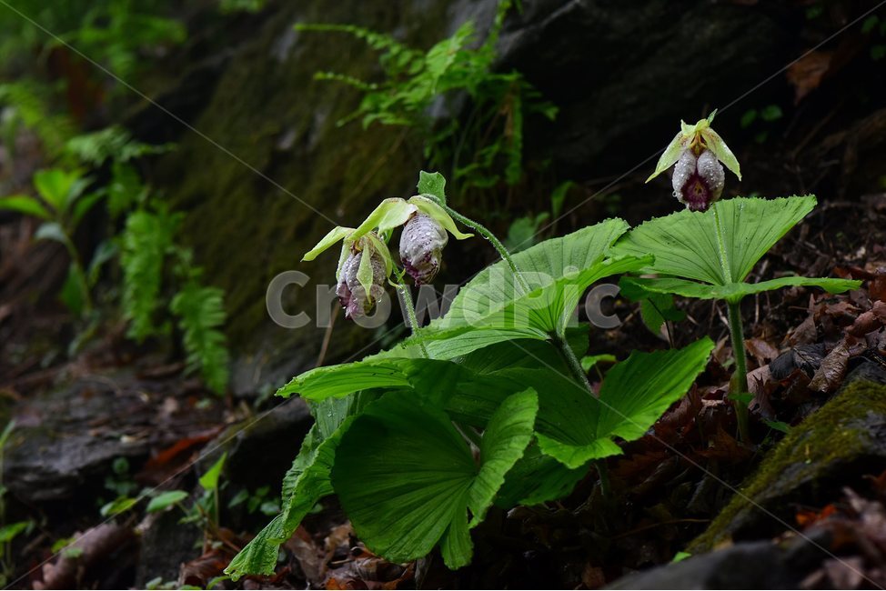 광릉요강꽃,멸종위기,난초과,복주머니란속,야생화,1급,희귀,봄,꽃,plant,wild,flower,자연,생태,식생,풀꽃,식물,식물,자연,plants,nature,꽃,flower
