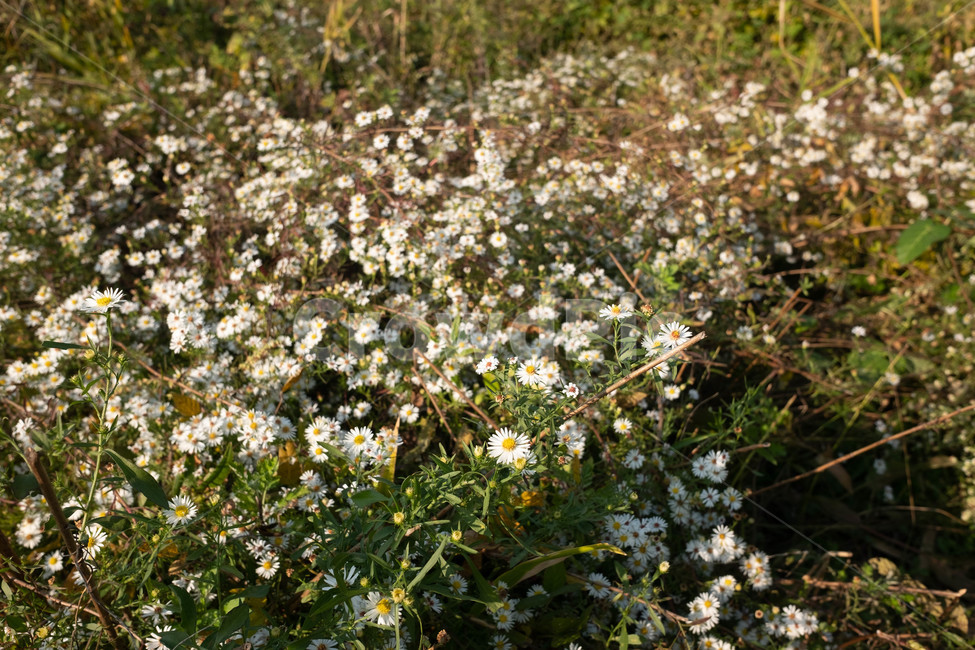 꽃,접사,가을,하늘공원,들꽃,식물,자연,plants,nature,꽃,flower