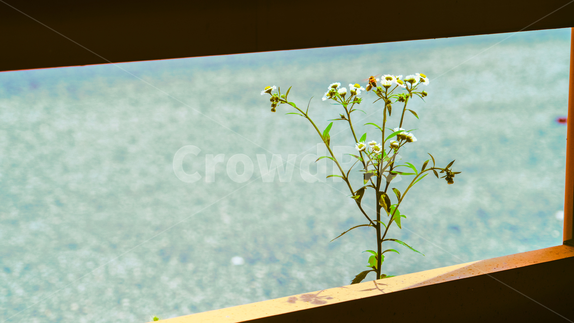 풀,벌,bee,식물,곤충
