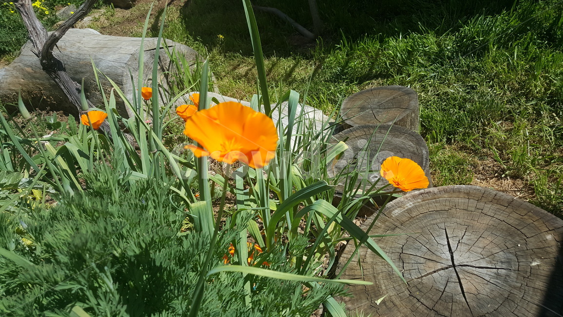 봄,꽃,정원,식물,풀,나무,식물,자연,plants,nature,꽃,flower