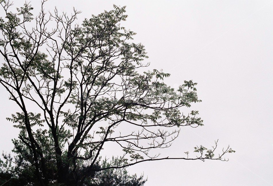 나무,산수,자연,하늘,나뭇잎,그림자,여백,나무누끼