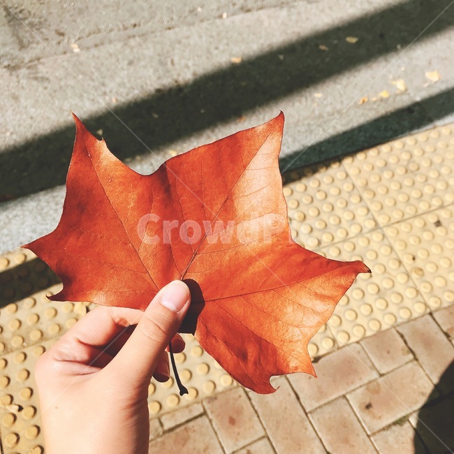 plant,식물,leaf,잎,autumn,fallenleaves,낙엽,가을감성,나뭇잎,가을,플라타너스,planetree,platanus,tree,나무
