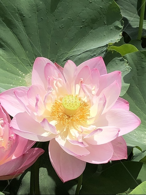 연꽃,연꽃축제,궁남지,꽃,수련