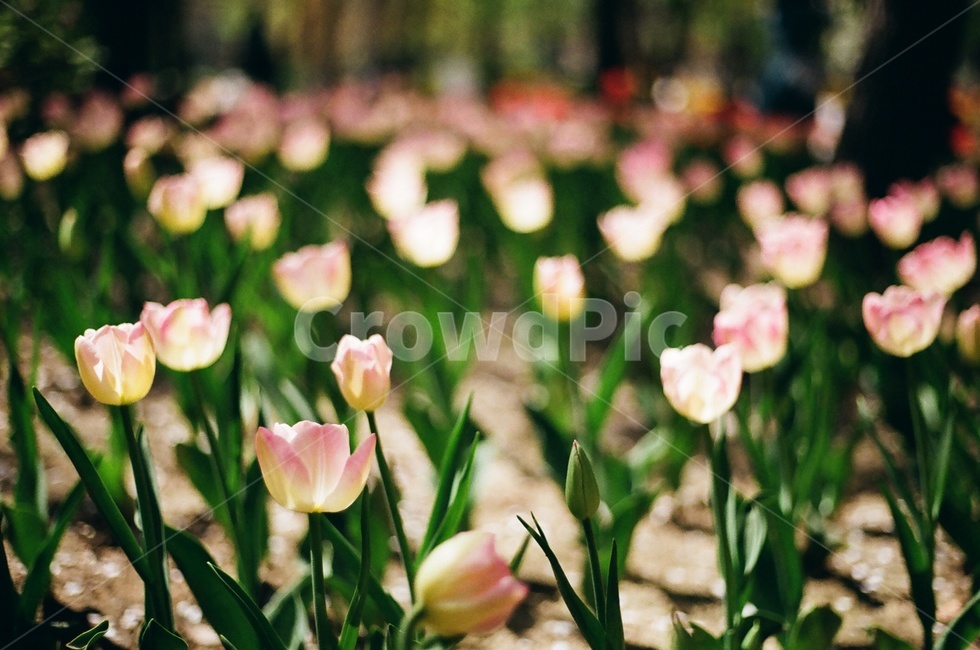 튤립,봄,아날로그,필름사진,서울숲,spring,tulip