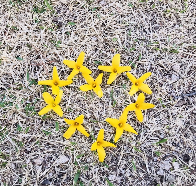 봄,개나리,꽃,노란색,하트,노랑,spring,꽃,flower