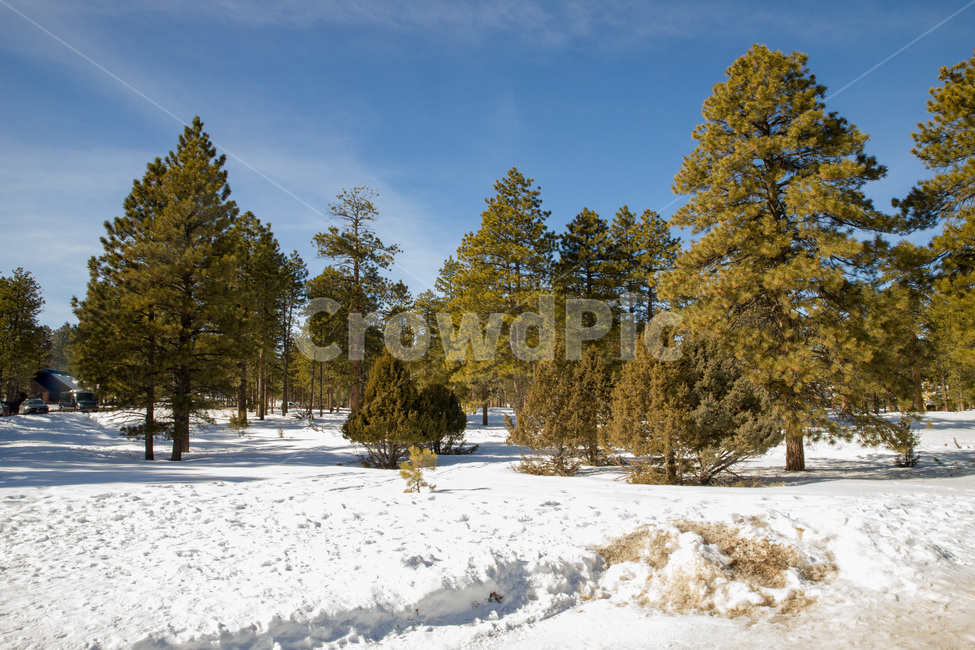 rural,natural,wood,background,beautiful,blue,cold,forest,frost,ice,landscape,light,mountain,nature,outdoor,park,scenic,season,sky,snow,sun,sunlight,sunny,tree,trees,usa,utah,view,white,winter,미국,유타,눈,겨울,자연,나무,야외,숲