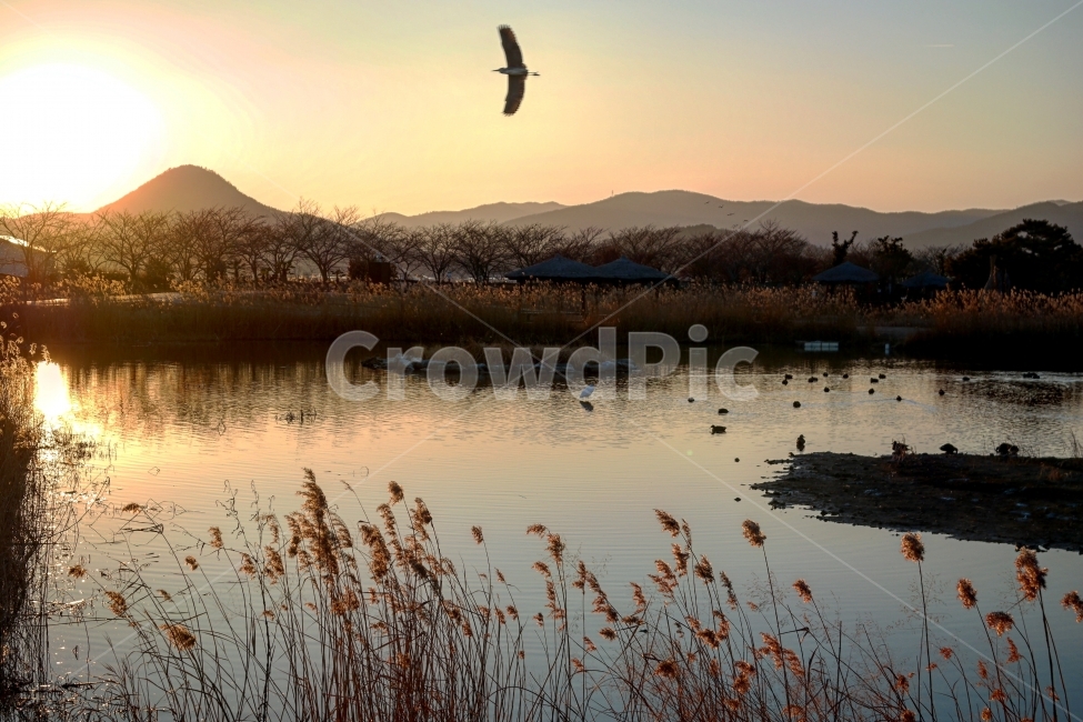 전라도,순천,순천만습지,풍경,가을,가을,계절,fall,autumn,season,자연,풍경,nature,landscape,한국자연풍경,한국자연경관,korea nature landscape,grass,잔디,plant,식물,bird,새,animal,동물