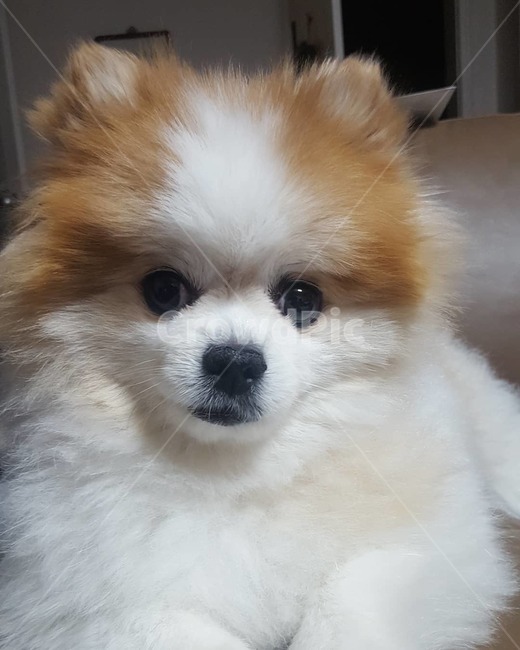 puppy,pomeranian,animal,pet dog,dog,pet